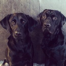 Labrador Retrievers from Floyd Jensen