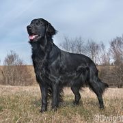 Neon - Flat-Coated Retriever