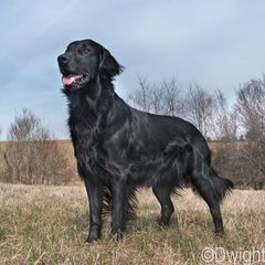 Neon - Flat-Coated Retriever