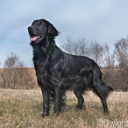 Neon - Flat-Coated Retriever