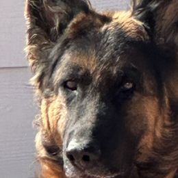 Ripley - German Shepherd