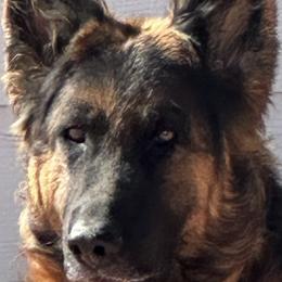Ripley - German Shepherd