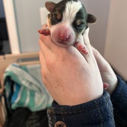 Boy 1 - Pembroke Welsh Corgi puppy in Ohio from Ohio Corgi Love Pups