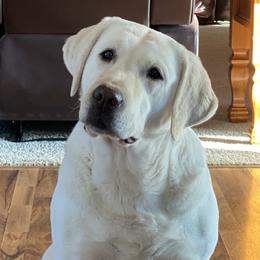 Maddie - Labrador Retriever
