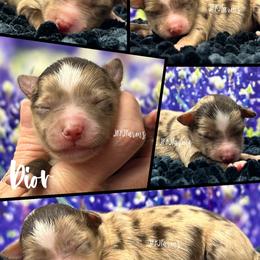 (6) Dior, RMF - Red merle female Miniature American Shepherd puppy in Huntington, Texas from JKKJ Farms, LLC