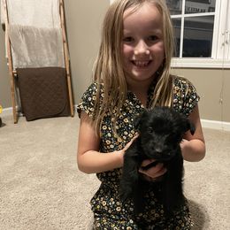 Scottish Terrier Puppies from Heart of America Scotties