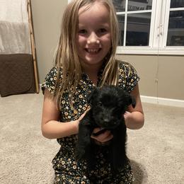 Scottish Terrier Puppies from Heart of America Scotties