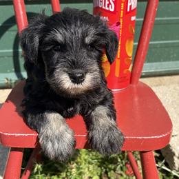 Pink girl - Black and silver female Miniature Schnauzer puppy in Garrison, Texas from RNH Schnauzers