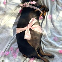 Dachshund Puppies from Wonderland Weenies
