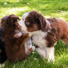 Miniature American Shepherd and Miniature Australian Shepherd Puppies from Bellewynd Acres