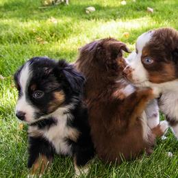 Miniature American Shepherd and Miniature Australian Shepherd Puppies from Bellewynd Acres