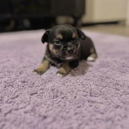 Jillian - Black and tan female Chihuahua puppy in Harlan, Iowa from Home Grown Chihuahuas From Iowa