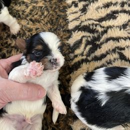 Biewer Terrier and Lhasa Apso Puppies from Biewer Terriors and Lhasa Apos of Northern California