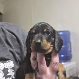 Green Collar - Black and tan male Dachshund puppy in La Pine, Oregon from RoseDox Dachshunds