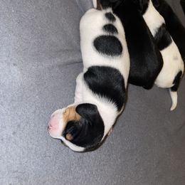 Dachshund Puppies from High Mountain Dachshunds