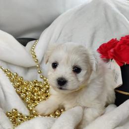 Pooh (yellow collar)-OFA and CHIC parents - White male Coton de Tulear puppy in Westfield, North Carolina from Legacy Pets