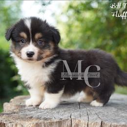 Satin (Tri Fluff Male w Tail) - Black and tan male American Corgi puppy in Straughn, Alabama from Magnolia Creek Corgis