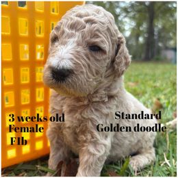 Red girl - Red  female Goldendoodle puppy in Lumberton, Texas from Southeast Texas Goldendoodles