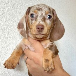 Dachshunds from Freckled Weenies of Sacramento