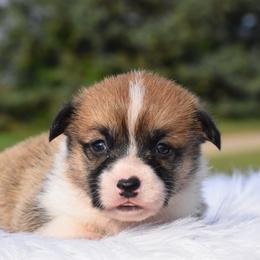 Paula Jo - Fawn female Pembroke Welsh Corgi puppy in Gober, Texas from Trigger Time Kennels