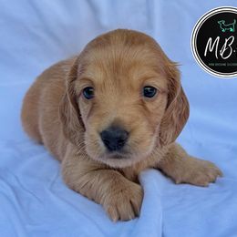 Oak - Cream female Dachshund puppy in Nashville, Tennessee from Mini Browne Dachshunds