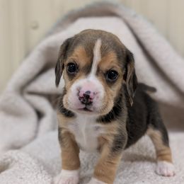 Girl 6 - Black tan and white female Beagle puppy in Baltimore, Maryland from Country Acres Farm