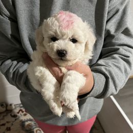 Little pinky - White female Bichon Frise puppy in Wilmington, North Carolina from Cape Fear Bichons