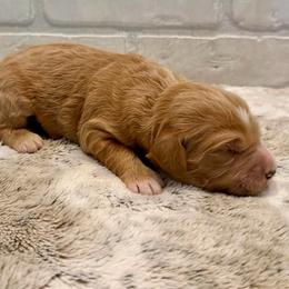 No Collar Girl - Apricot female Goldendoodle puppy in San Augustine, Texas from Vintage Doodles
