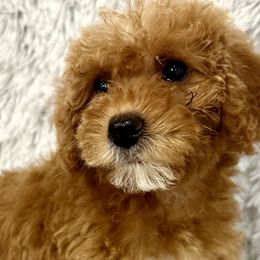 Girl 3 - Caramel Australian Labradoodle puppy in Peoria, Arizona from Kalolabradoodles