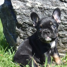 French Bulldog Puppies from Bleu Rock French Bulldogs