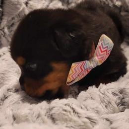 Blue male - Black and mahogany Rottweiler puppy in Tucson, Arizona from Vertrag Rock Rottweiler