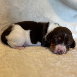 Charlotte Chocolate Pie - Piebald female Dachshund puppy in Glen Saint Mary, Florida from 🍯 Honey Pot Dachshunds 🐾