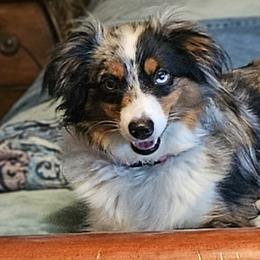 Gypsy - Miniature Australian Shepherd