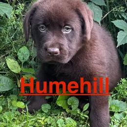 Bree - Chocolate female Labrador Retriever puppy in Silver Springs, New York from Humehill