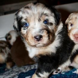 Maisie - Blue merle female Australian Shepherd puppy in Iota, Louisiana from C'est Bon Aussies Australian Shepherds