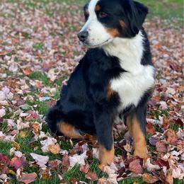 Poppy - Bernese Mountain Dog