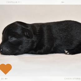 Blossom - Black & white female Australian Shepherd puppy in Delta, Colorado from SATA Kennels