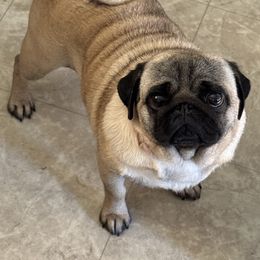 Porsche - Pug