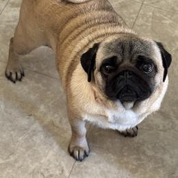 Porsche - Pug