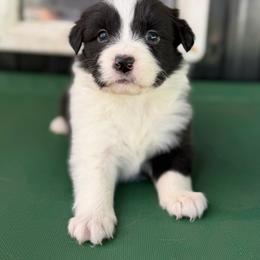 Savage - Black and white female Border Collie puppy in Kalispell, Montana from North Fork Border Collies