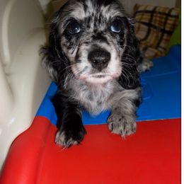 KONA - Dapple female Dachshund puppy in Shelton, Connecticut from Piper’s Tree Dachshunds