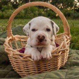 Cavalier King Charles Spaniel and Dalmatian Puppies from Cadence Hall
