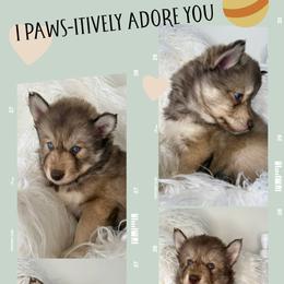 Acacia - Red and white female Siberian Husky puppy in Florence, Kentucky from Moonlight Howl Huskies