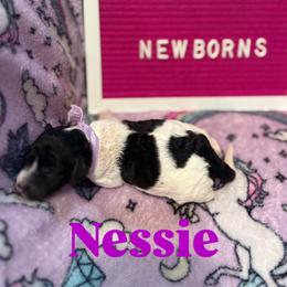 Nessie - Parti female Poodle puppy in Fort Myers Beach, Florida from Posh Poodles & Chinese Cresteds