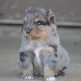 Blue Merle Male A - Blue merle male Miniature Australian Shepherd puppy in Louisville, Mississippi from K & K Livestock