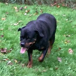Rottweilers from Terri VanNatter