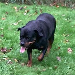 Rottweilers from Terri VanNatter