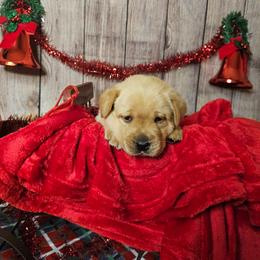 French Fry - Yellow male Labrador Retriever puppy in Louisville, Kentucky from Tsuki Labradors