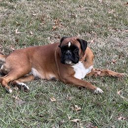 Boxers from McGallion’s Boxers
