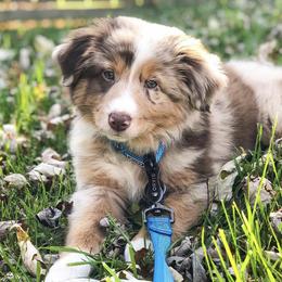 Australian Shepherds from Moss Crick Australian Shepherds